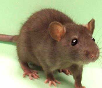 British TV fined for killng rat on reality show