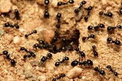 may kill the termites working ants