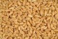 wheat purchase more than 370 lakh